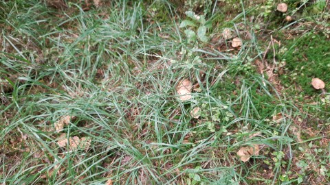 Suillus bovinus