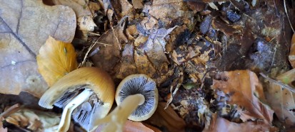 Coprinellus rufopruinatus