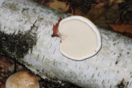Fomitopsis betulina