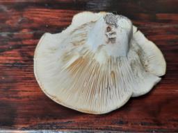 Lactifluus bertillonii