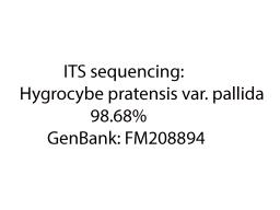 Cuphophyllus pratensis