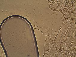Conocybe macrospora