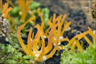 Calocera cornea