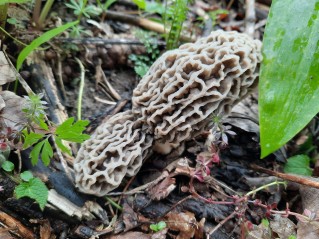 Morchella vulgaris