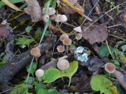 Psathyrella microrhiza