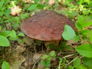 Boletus pinophilus