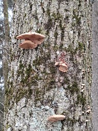 Hapalopilus nidulans