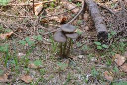 Entoloma hirtipes