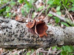 Encoelia furfuracea