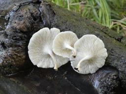 Lentinus tigrinus