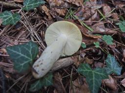 Russula farinipes