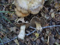 Cortinarius anfractoides