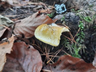 Hygrophorus lucorum