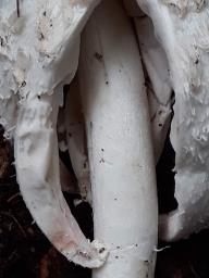 Coprinus comatus