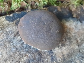 Reticularia lycoperdon