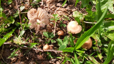 Marasmius oreades