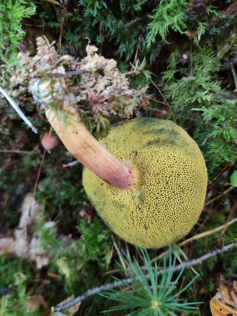 Rheubarbariboletus armeniacus