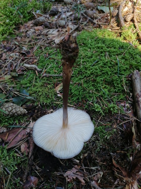 Hymenopellis radicata