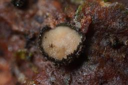 Crumenulopsis pinicola