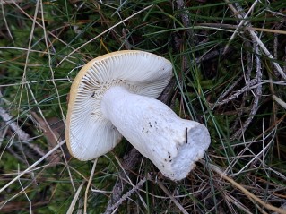 Russula ochroleuca