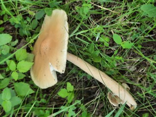 Amanita crocea