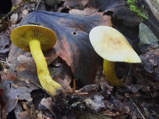 Tricholoma sulphureum