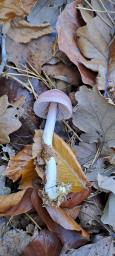 Mycena rosea