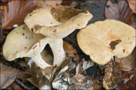 Lactarius pallidus