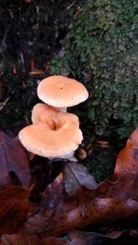 Hydnum umbilicatum