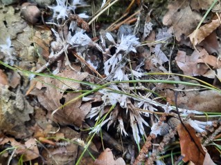 Thelephora penicillata