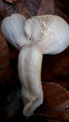 Lactarius blennius