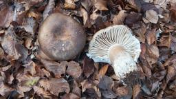 Russula nigricans