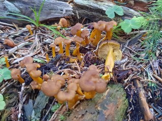 Craterellus tubaeformis