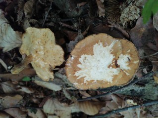 Lentinus arcularius