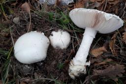 Amanita ovoidea