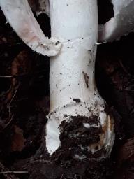 Coprinus comatus