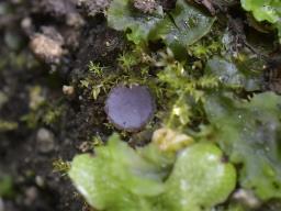 Ionopezia gerardii