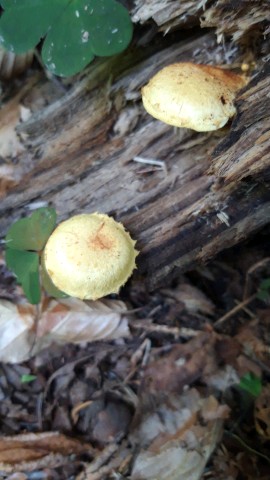 Pholiota tuberculosa