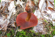 Cortinarius semisanguineus