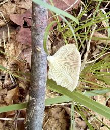 Pleurotus pulmonarius