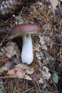 Russula integra