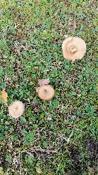 Armillaria mellea