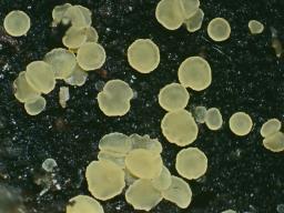 Bisporella subpallida