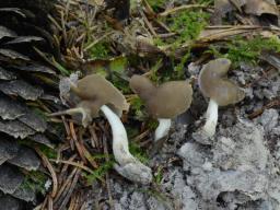 Helvella albella
