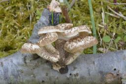 Lentinus tigrinus