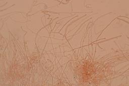 Hohenbuehelia petaloides