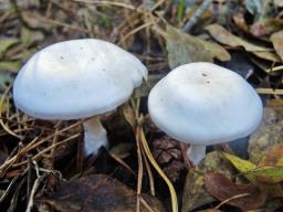 Hygrophorocybe nivea