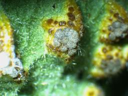 Puccinia modiolae