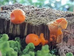 Lycogala epidendrum