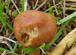 Cortinarius pratensis
